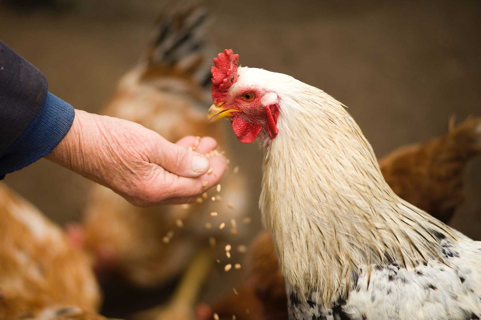 Ecoagrofarm Chicken